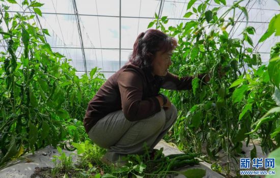 温室茄子种植技术视频_温室大堋种植茄子技术_茄子种植温度要求