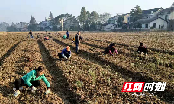 益阳赫山：人大代表来帮忙 小小艾草托起致富梦