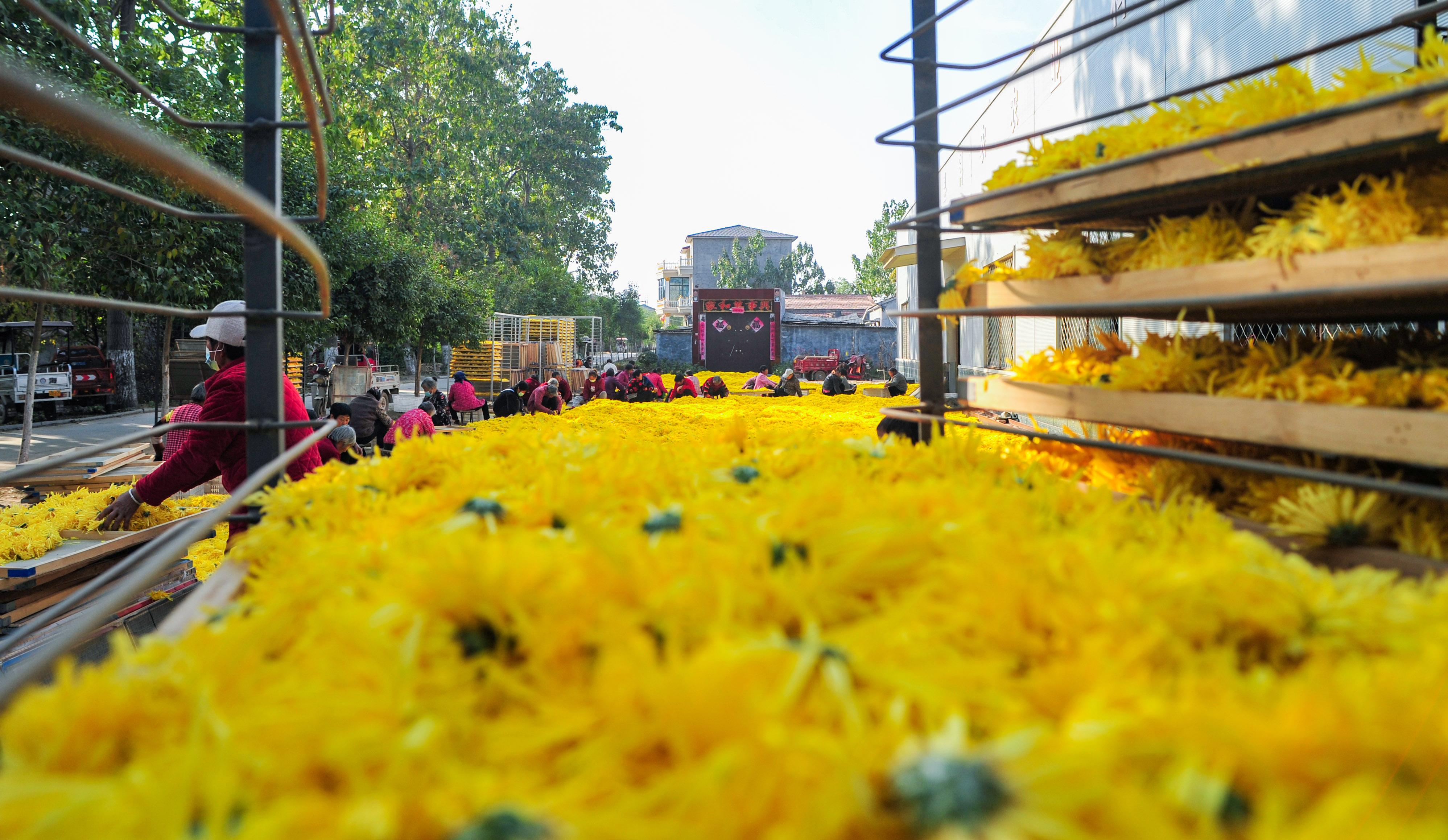 宁陵县陈庄村：菊花产业助推乡村振兴