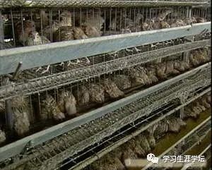 养殖肉食鹌鹑技术要求_养殖肉鹌鹑效益怎么样_肉食鹌鹑养殖技术