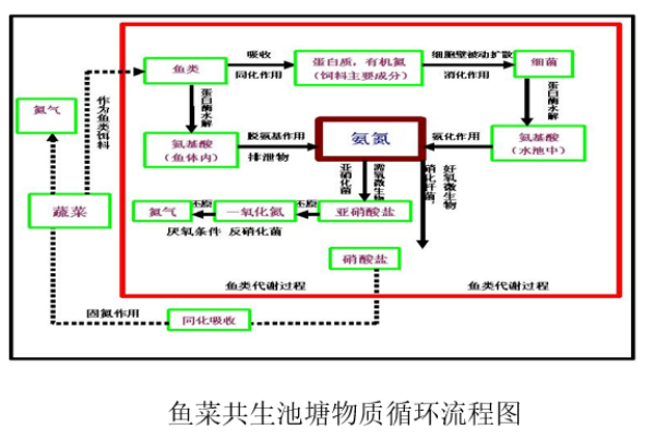 在水上建造田园！鱼菜共生技术到底有多“牛”？