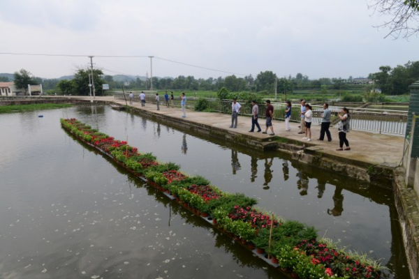 在水上建造田园！鱼菜共生技术到底有多“牛”？