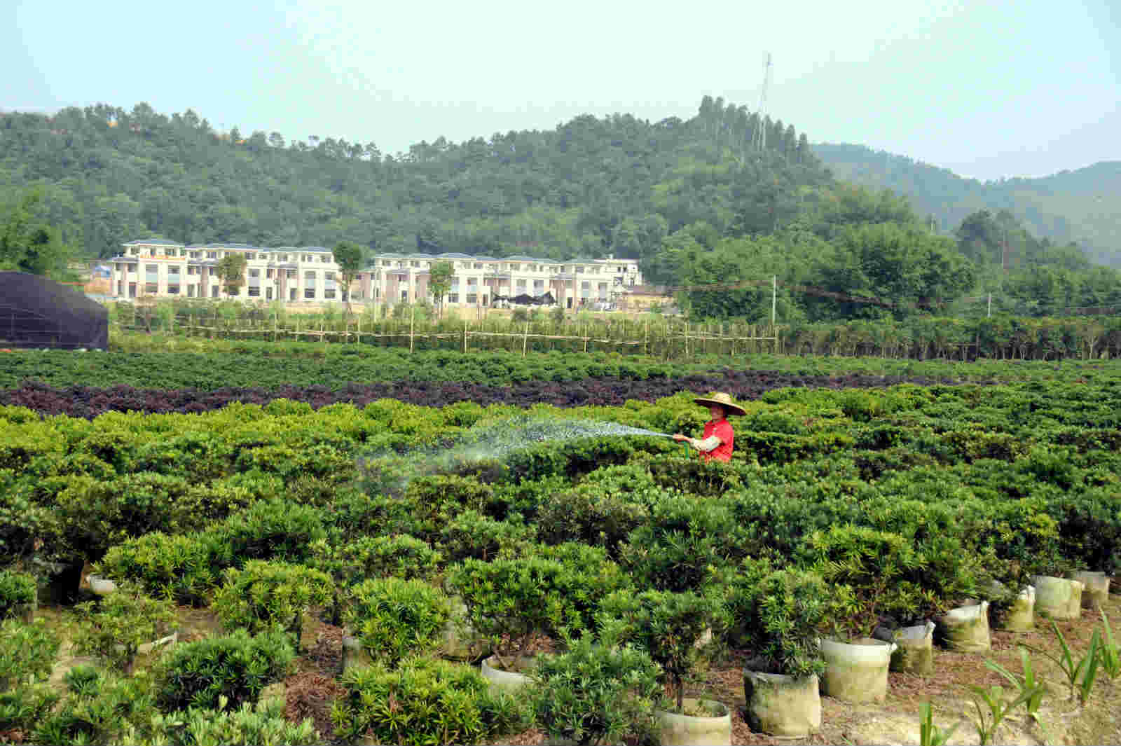 致富种植什么比较赚大钱_致富种植视频全集_如何靠种植致富