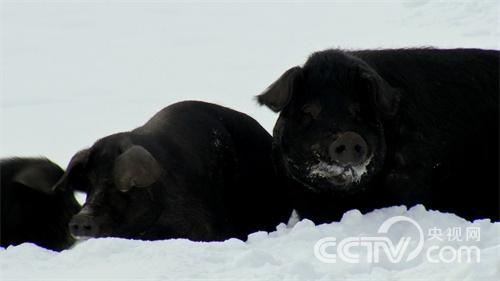 [致富经]林海雪原斗野猪