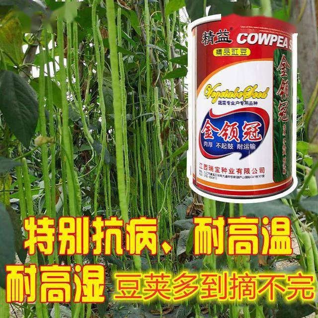 长豆角种植视频_最先进种植长豆角技术_长豆角种植技术视频