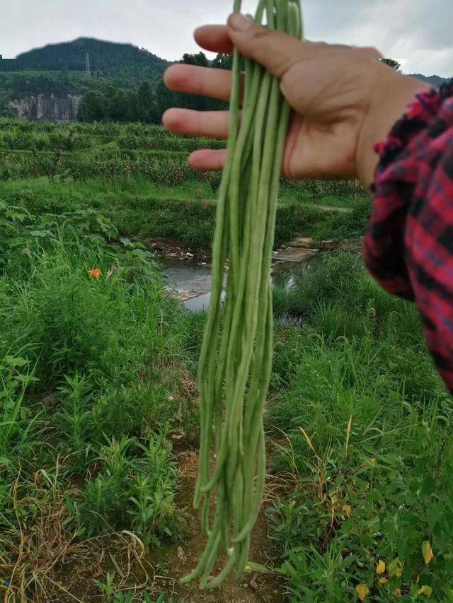 长豆角种植技术视频_最先进种植长豆角技术_长豆角种植视频