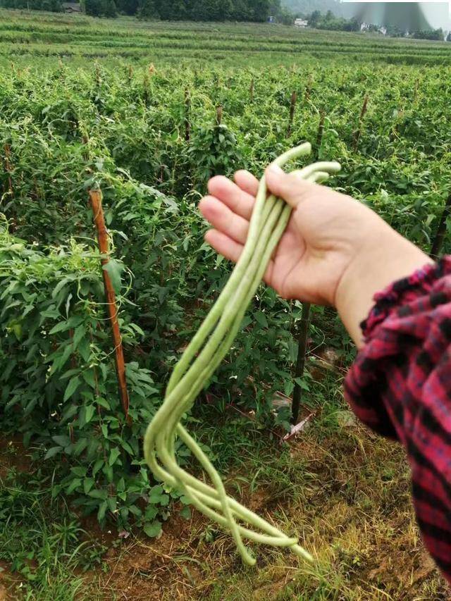 长豆角种植技术视频_最先进种植长豆角技术_长豆角种植视频