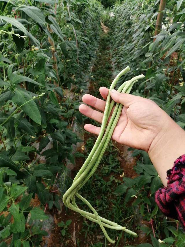 长豆角种植视频_长豆角种植技术视频_最先进种植长豆角技术