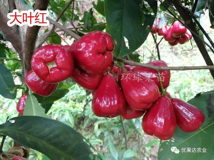 莲雾种植栽培管理技术-详细