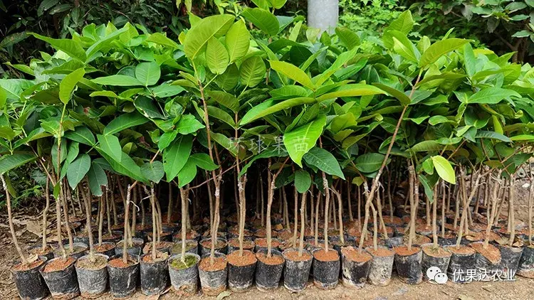 莲雾种植过程_莲雾种子怎么种植视频_莲雾怎样种植技术