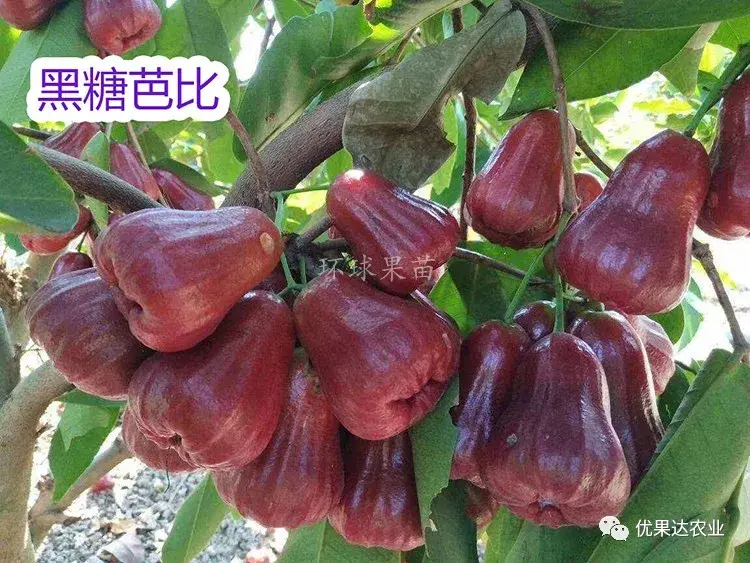 莲雾种植过程_莲雾种子怎么种植视频_莲雾怎样种植技术