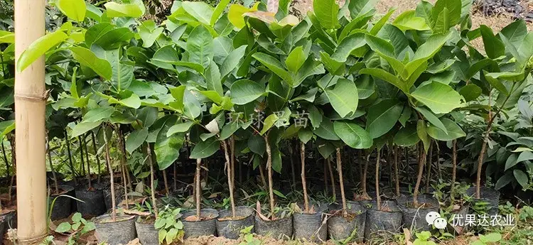 莲雾种植过程_莲雾怎样种植技术_莲雾种子怎么种植视频