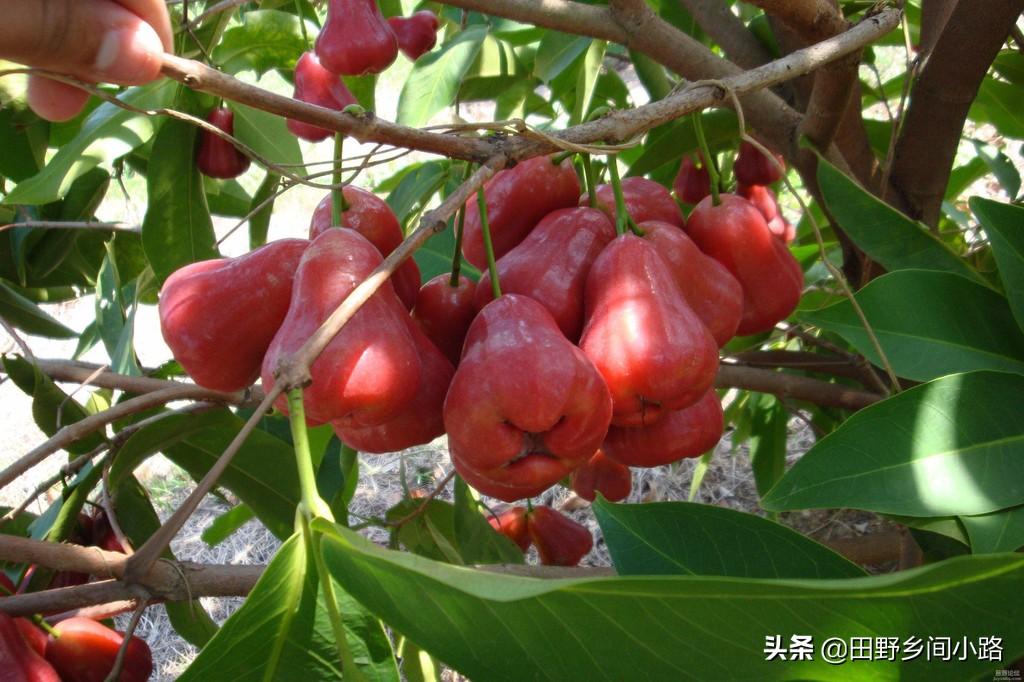 莲雾怎样种植技术_莲雾种植过程_莲雾种子怎么种植视频