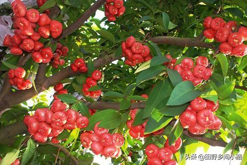 莲雾怎样种植技术_莲雾种植条件和区域_莲雾种子怎么种植视频