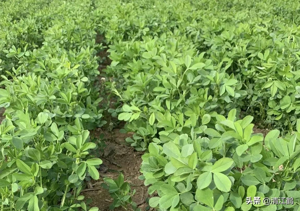 种植苜蓿技术要点_苜蓿种植技术_种植苜蓿技术与管理