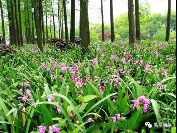 农村创业种植药材项目_农村5个药材种植致富项目_农村致富新项目 种植药材