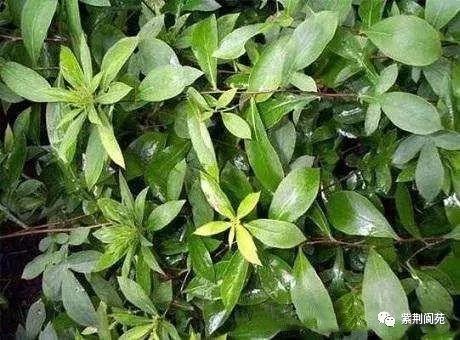 农村创业种植药材项目_农村致富新项目 种植药材_农村5个药材种植致富项目