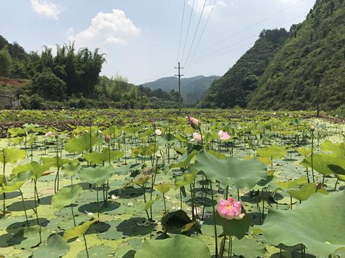 赣南瑶村：小莲子破解脱贫大难题