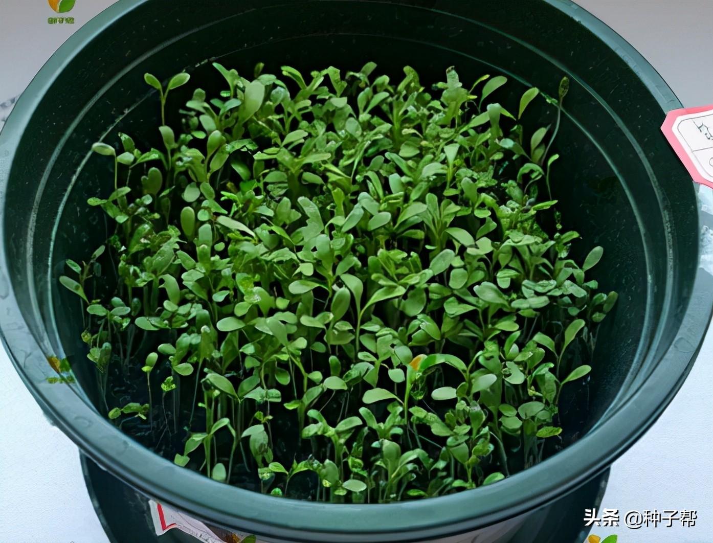 苜蓿种植技术_苜蓿种植技术视频_种植苜蓿技术要求