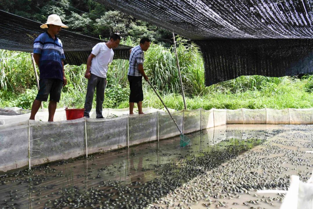 致富养殖牛蛙图片_致富养殖牛蛙视频_致富经之牛蛙养殖