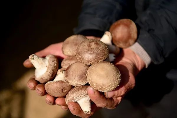 香菇怎样种植在山上_山地种植香菇技术_山地香菇种植技术视频