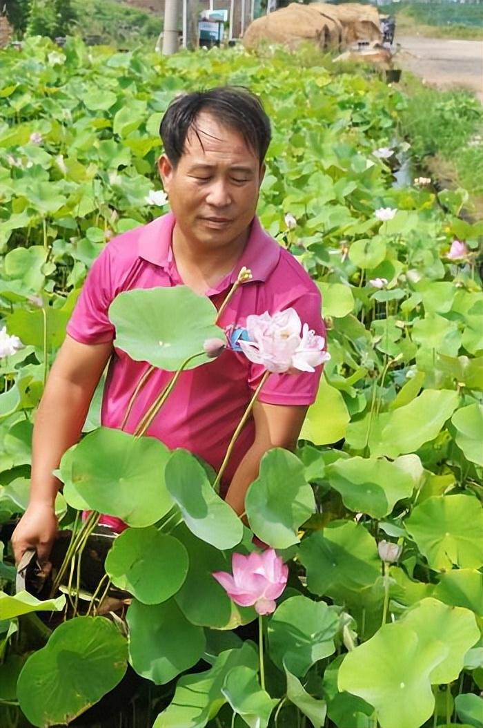 致富经莲子_莲子的种植效益和前景怎样_莲子的销路