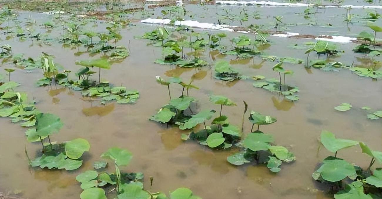 莲子的销路_莲子的种植效益和前景怎样_致富经莲子