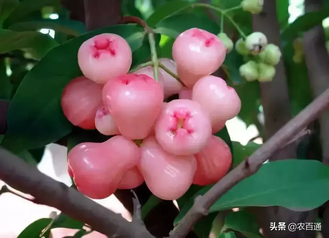 莲雾种植条件和区域_莲雾怎样种植技术_莲雾种子怎么种植视频