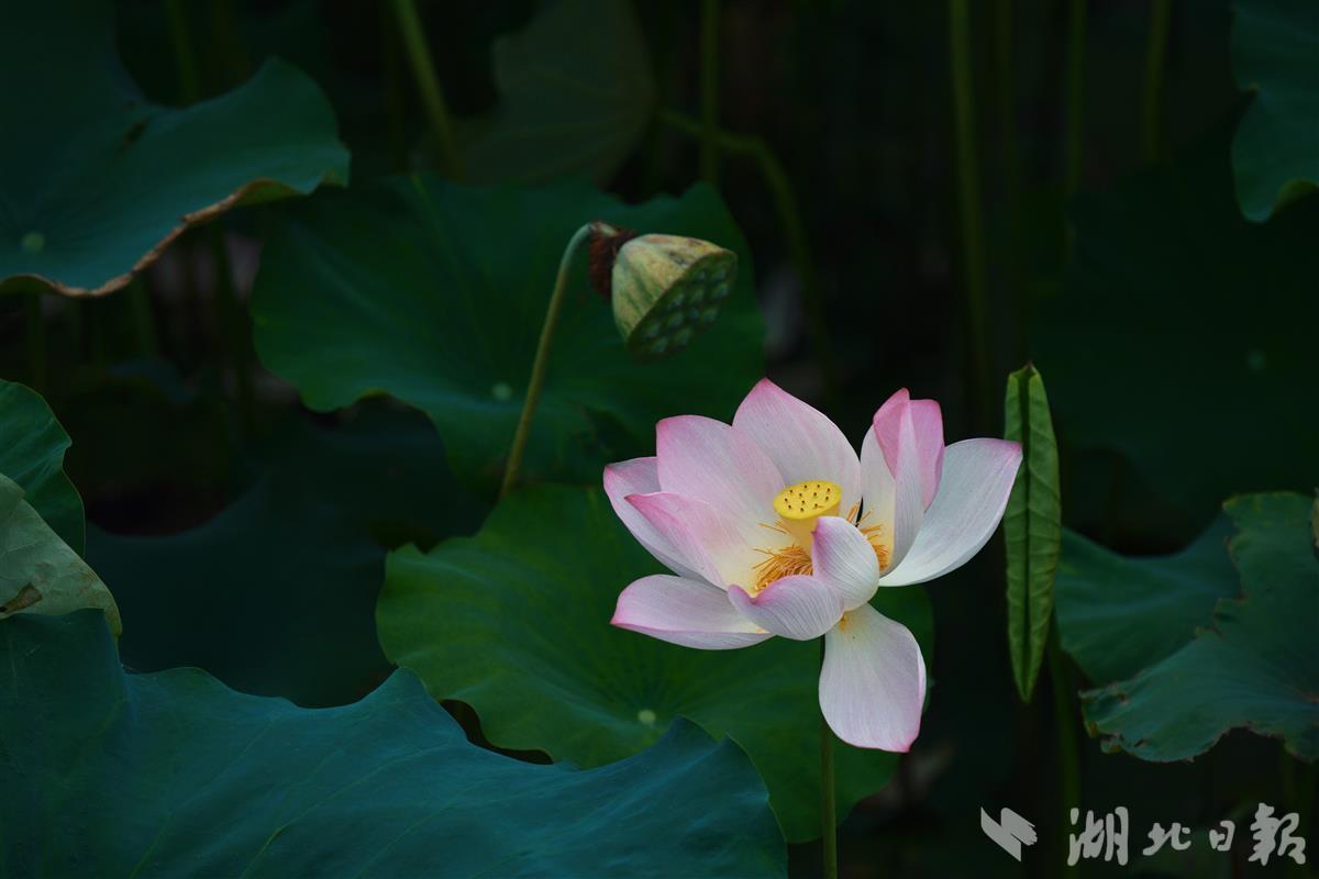 莲子的销路_莲子的价钱_致富经莲子