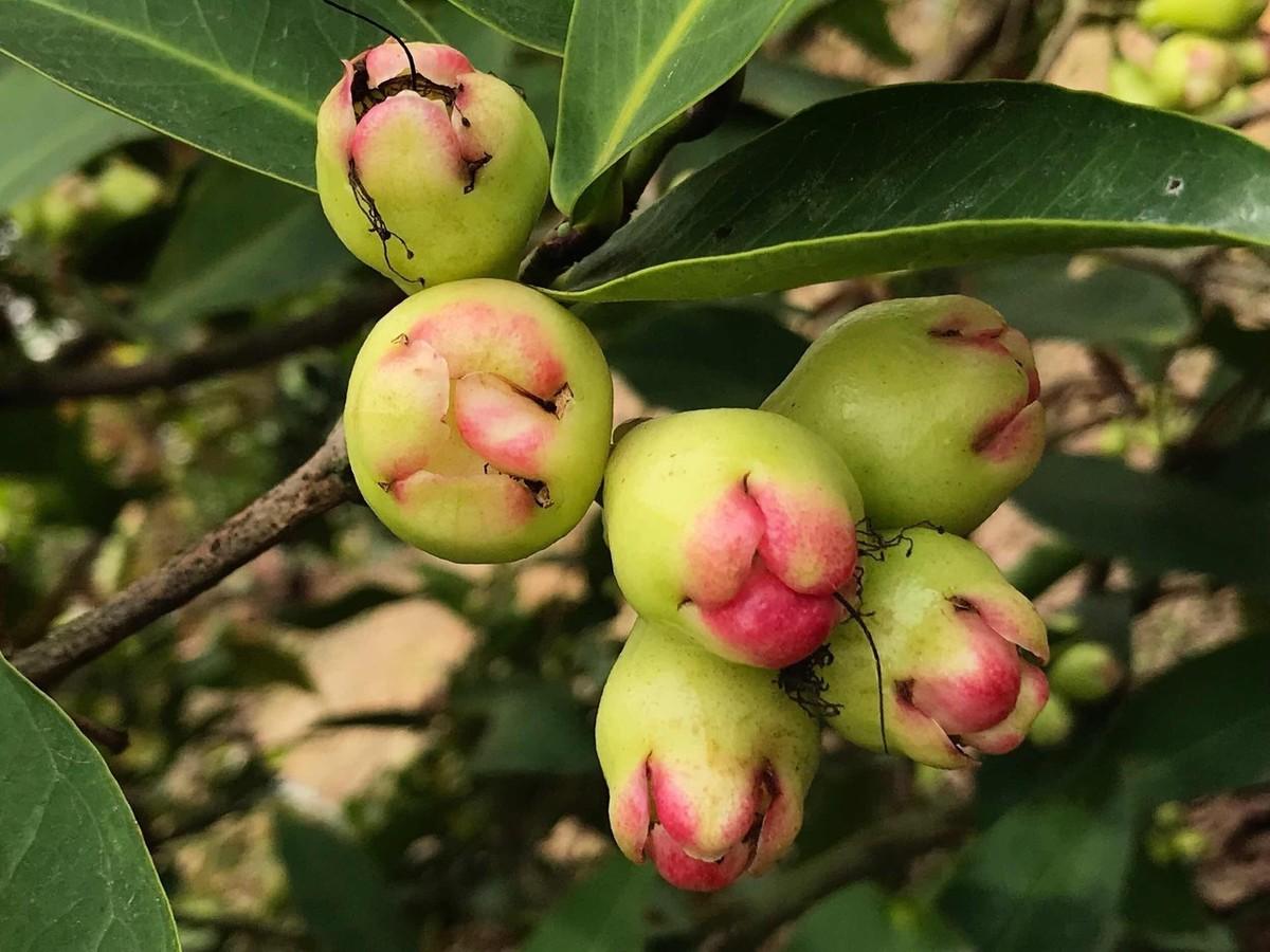 莲雾种植条件和区域_莲雾种子怎么种植视频_莲雾怎样种植技术