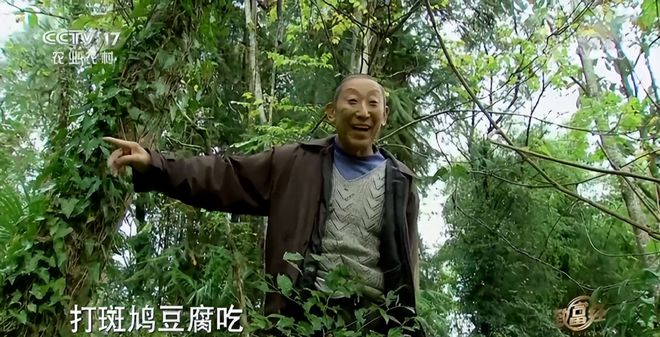 靠树叶致富_树叶养殖_种植致富的树叶