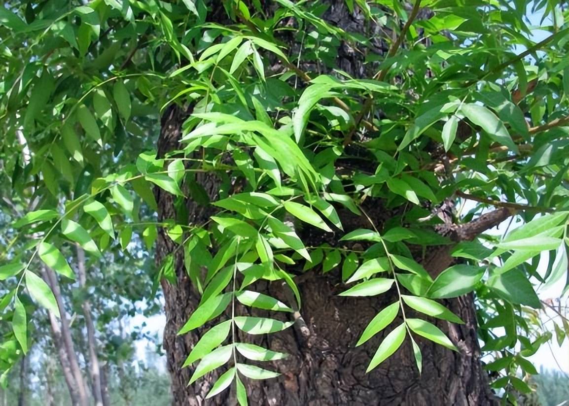 树叶养殖_致富树叶种植视频_种植致富的树叶