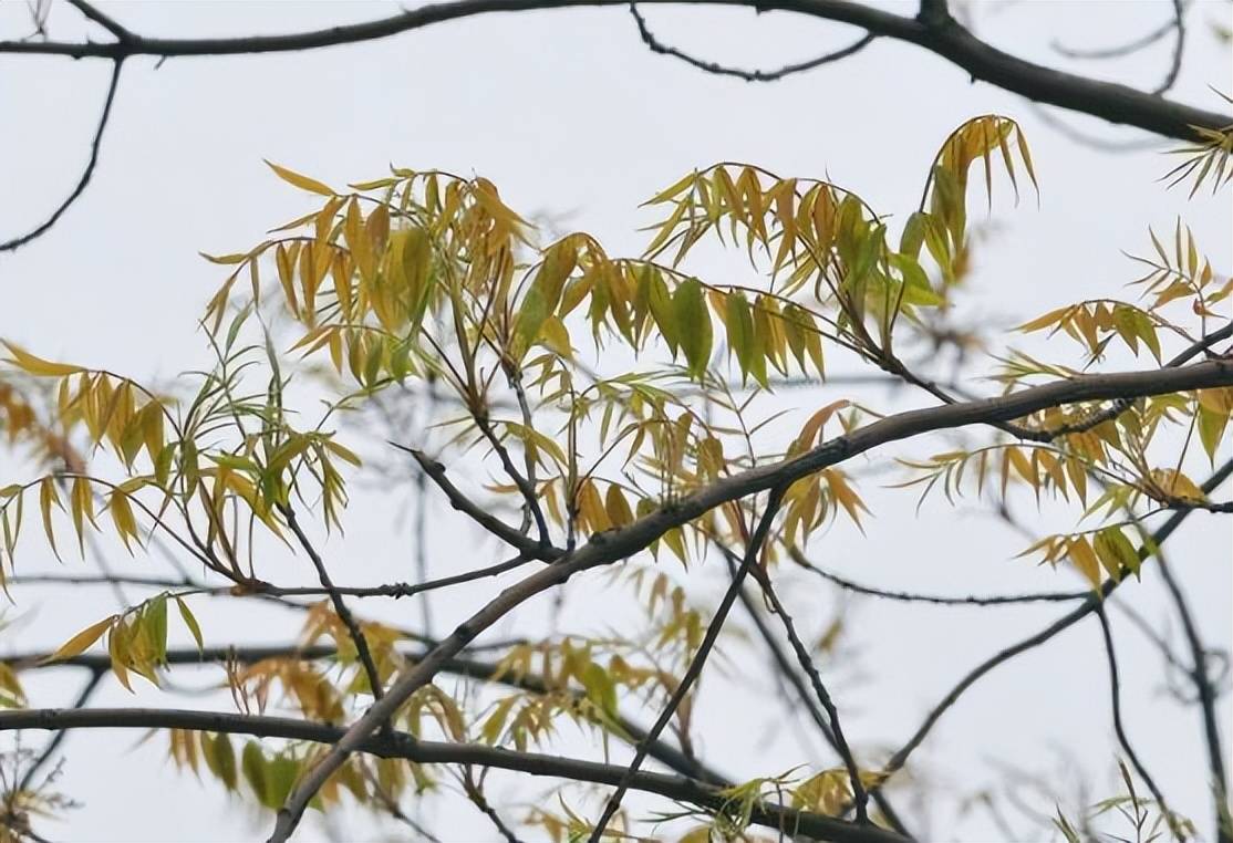 种植致富的树叶_致富树叶种植视频_树叶养殖