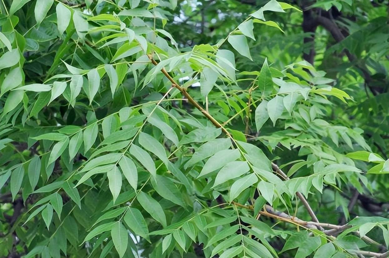 致富树叶种植视频_种植致富的树叶_树叶养殖