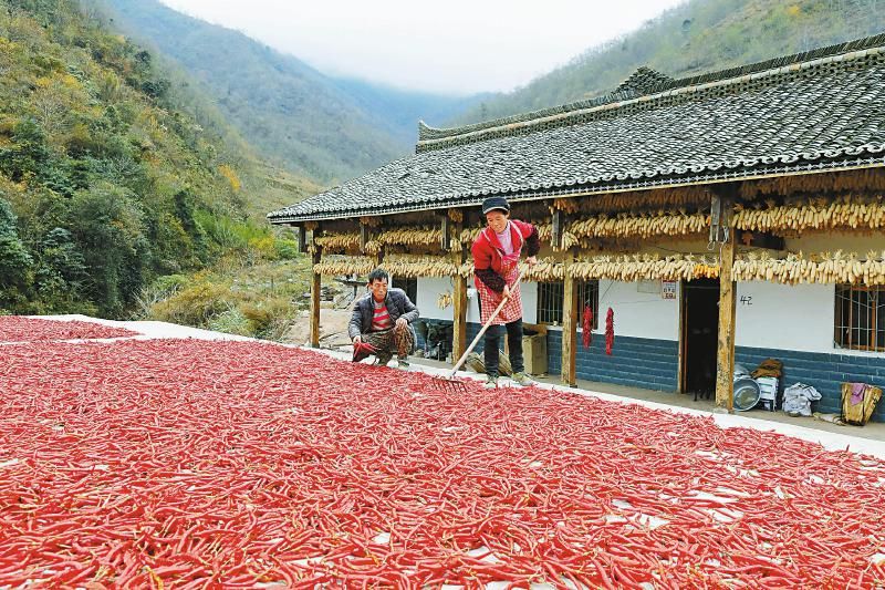 政策给力帮扶精准 村民勤劳致富信心足