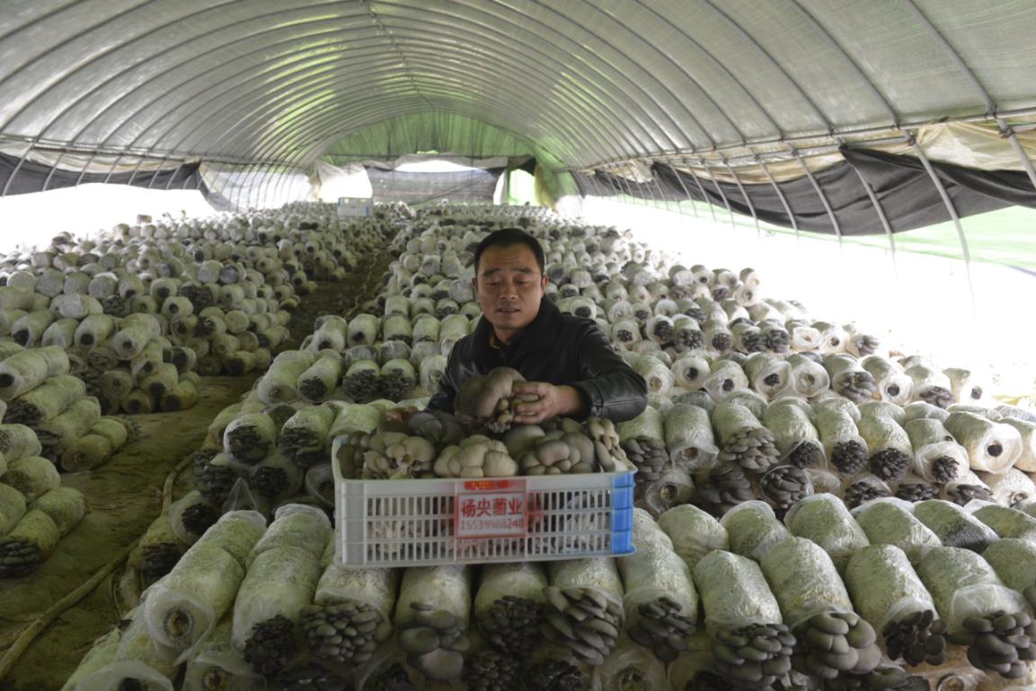 农业致富种植项目_致富标语种植农业怎么写_农业种植致富标语