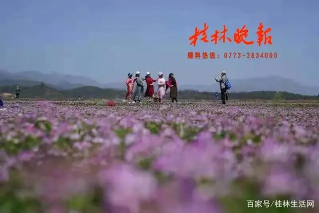 真香！桂林农民这样“花事”致富