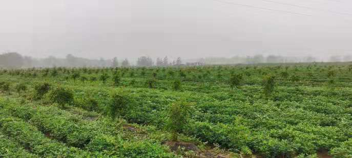 蚕豆的高产种植技术_高产种植蚕豆技术要点_蚕豆高产种植技术