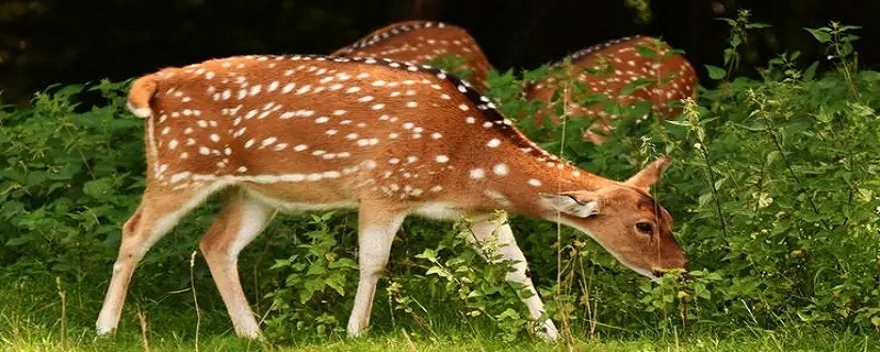 梅花鹿养殖技术是什么