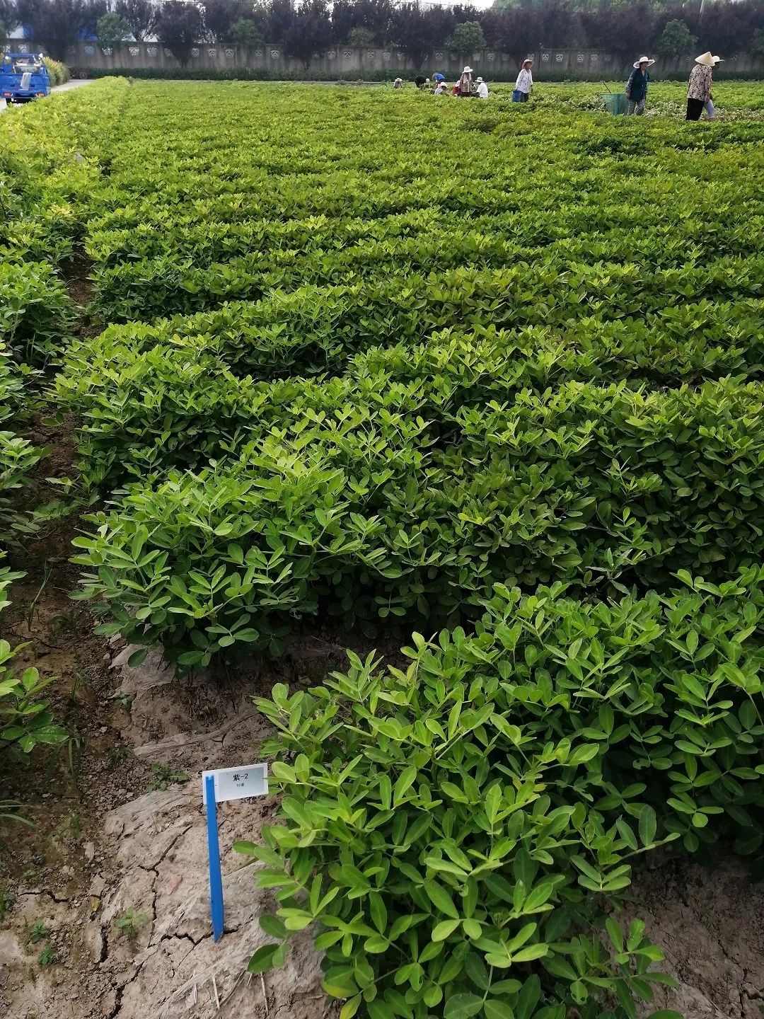 蚕豆高产种植技术_高产种植蚕豆技术要点_高产种植蚕豆技术要求