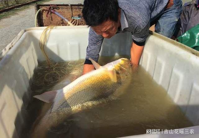 野生鲢鱼的养殖技术_野生养殖鲢鱼技术要求_野生养殖鲢鱼技术与管理