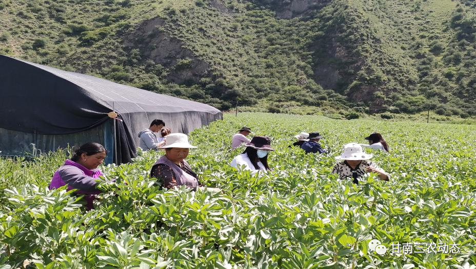 蚕豆高产种植技术_高产种植蚕豆技术要点_蚕豆高产栽培