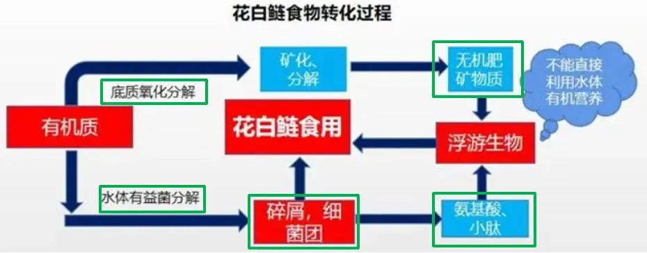 野生养殖鲢鱼技术与管理_野生养殖鲢鱼技术视频_野生鲢鱼的养殖技术