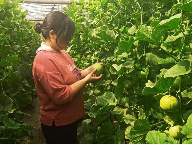 怎样种植甜瓜视频_绿宝甜瓜种植技术视频_甜瓜种植技术与管理视频播放