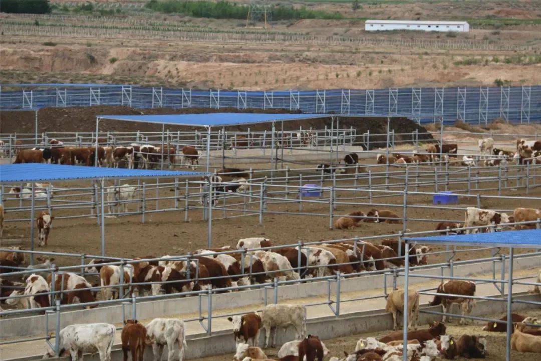 致富经牛肉深加工产品_小型牛肉加工厂投资及利润_牛肉食品加工厂投资多少钱