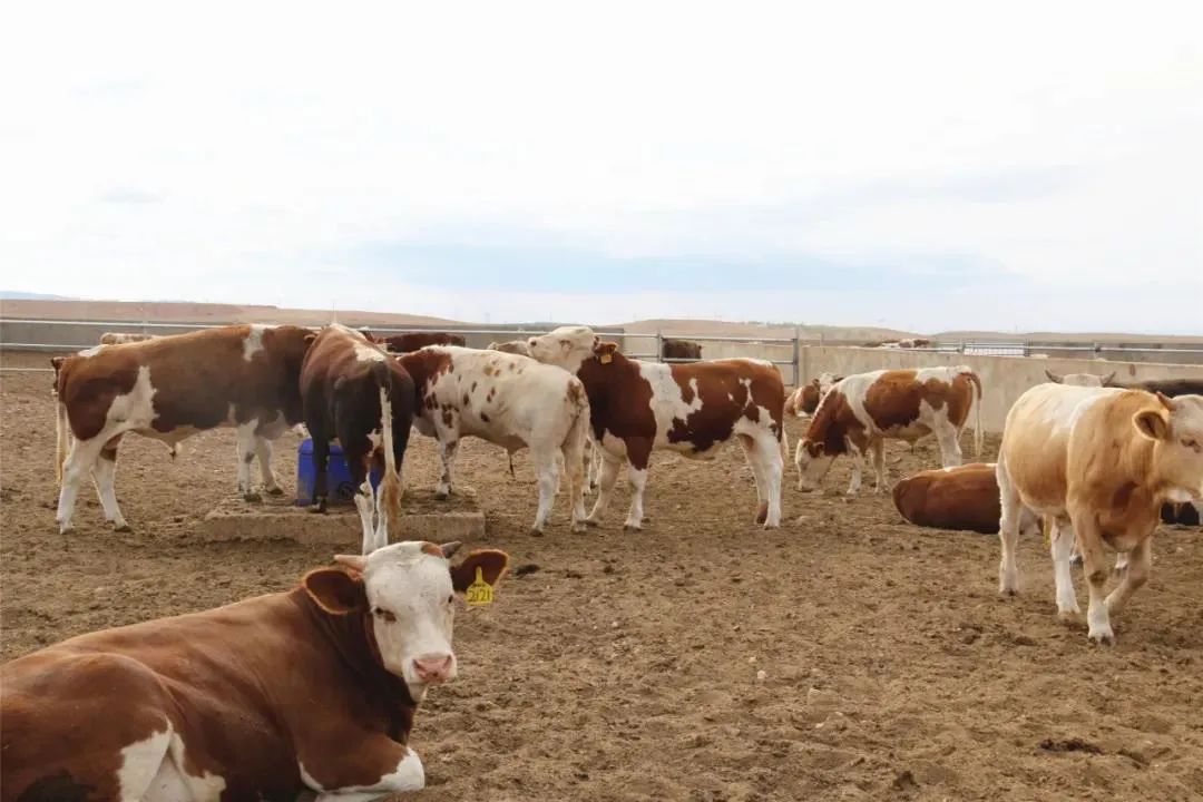 致富经牛肉深加工产品_小型牛肉加工厂投资及利润_牛肉食品加工厂投资多少钱