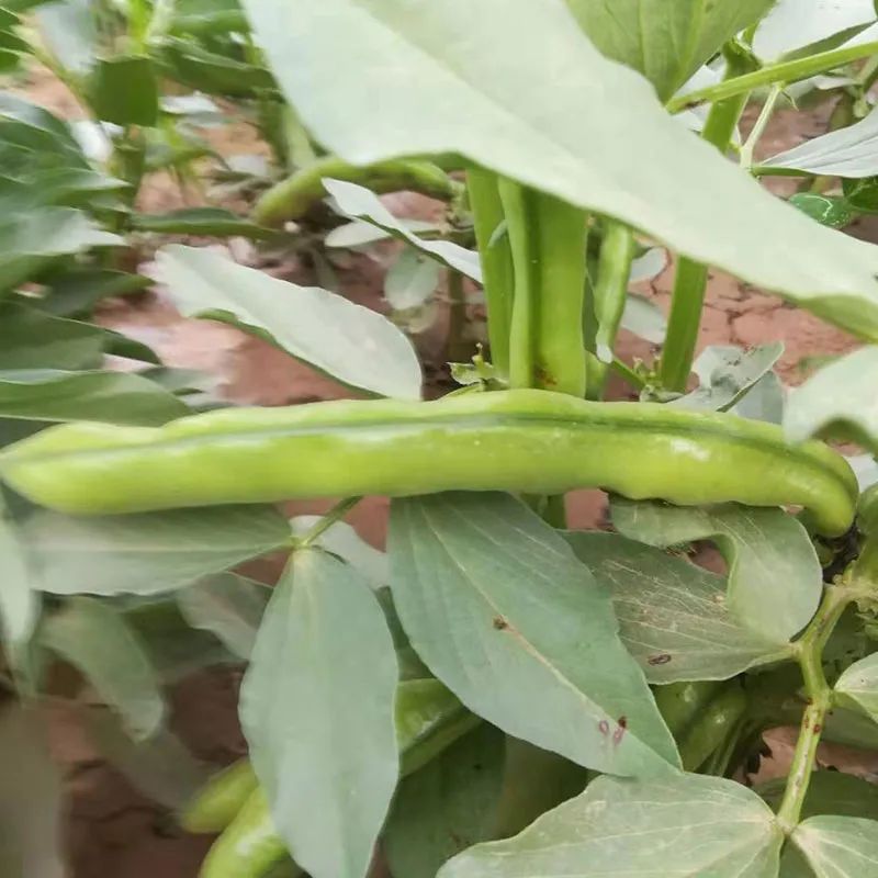 高产种植蚕豆技术视频_蚕豆高产栽培_蚕豆高产种植技术