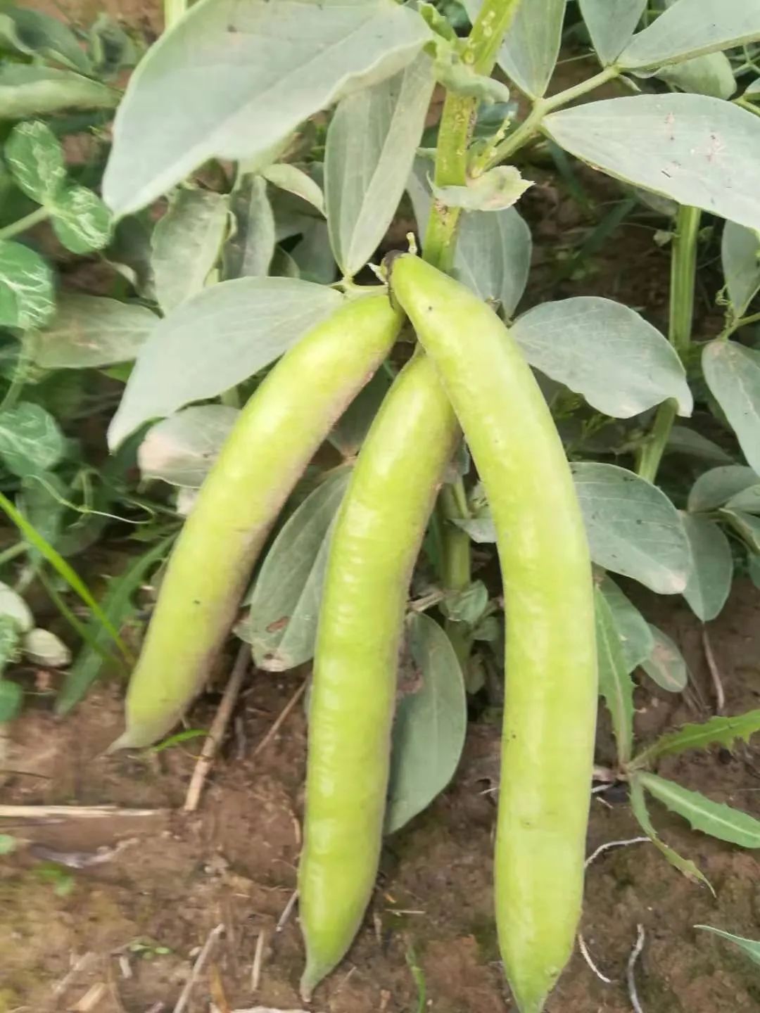 蚕豆高产种植技术_蚕豆高产栽培_高产种植蚕豆技术视频