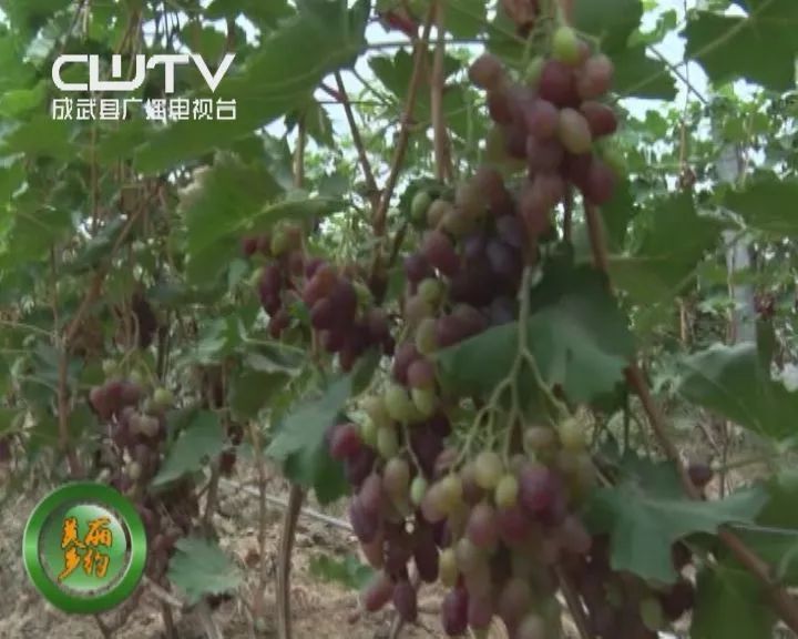 致富种植创业项目_种植带动致富_种植致富业