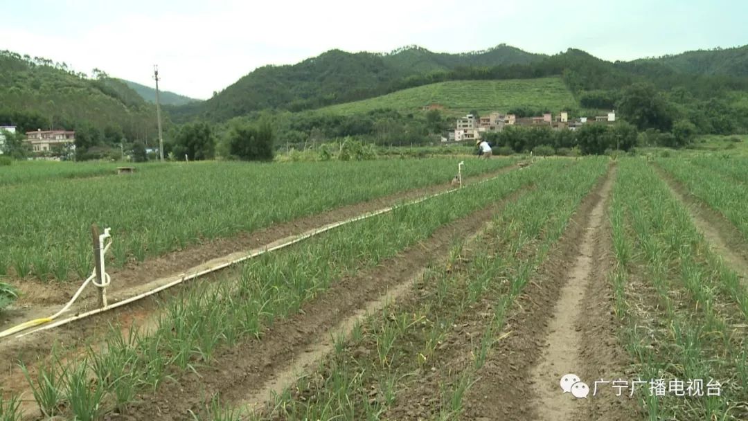 外出乡亲回乡发展韭菜花种植 带动村民增收致富